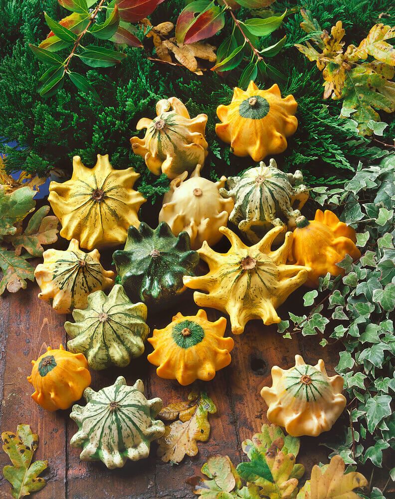 Gourds (seed pkg) Crown of Thorns