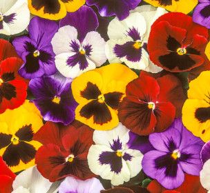 Pansy (seed pkg) - Super Swiss Giant Mixed