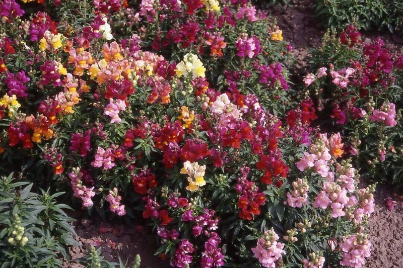 Snapdragon (seed pkg) Magic Carpet Dwarf