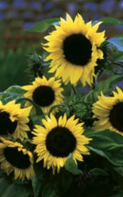 Sunflowers (seed pkg) Lemon Sorbet