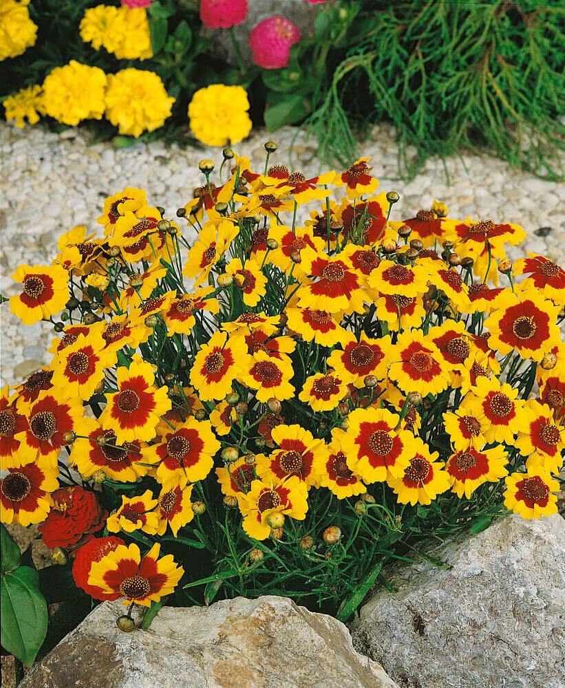 Coreopsis (seed pkg) Dwarf Plains