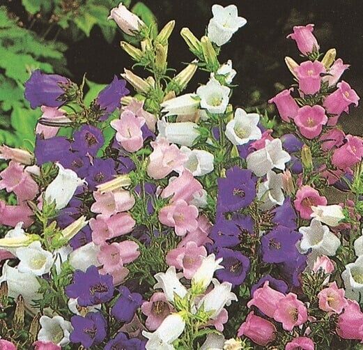 Canterbury Bells  (seed pkg) Cup and Saucer Mix sm