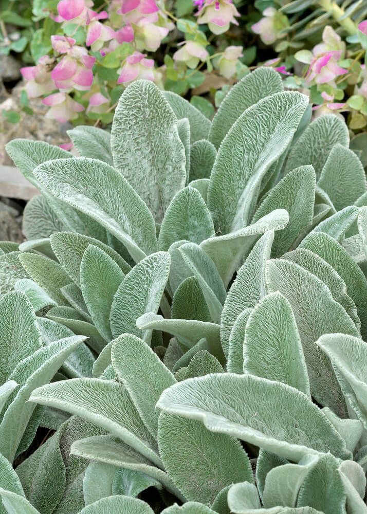 Lamb&#39;s Ear (seed pkg)