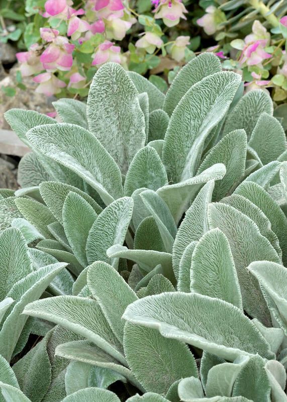 Lamb&#39;s Ear (seed pkg)