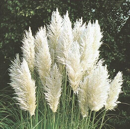 Ornamental Grass (seed pkg) - Pampas Plume White