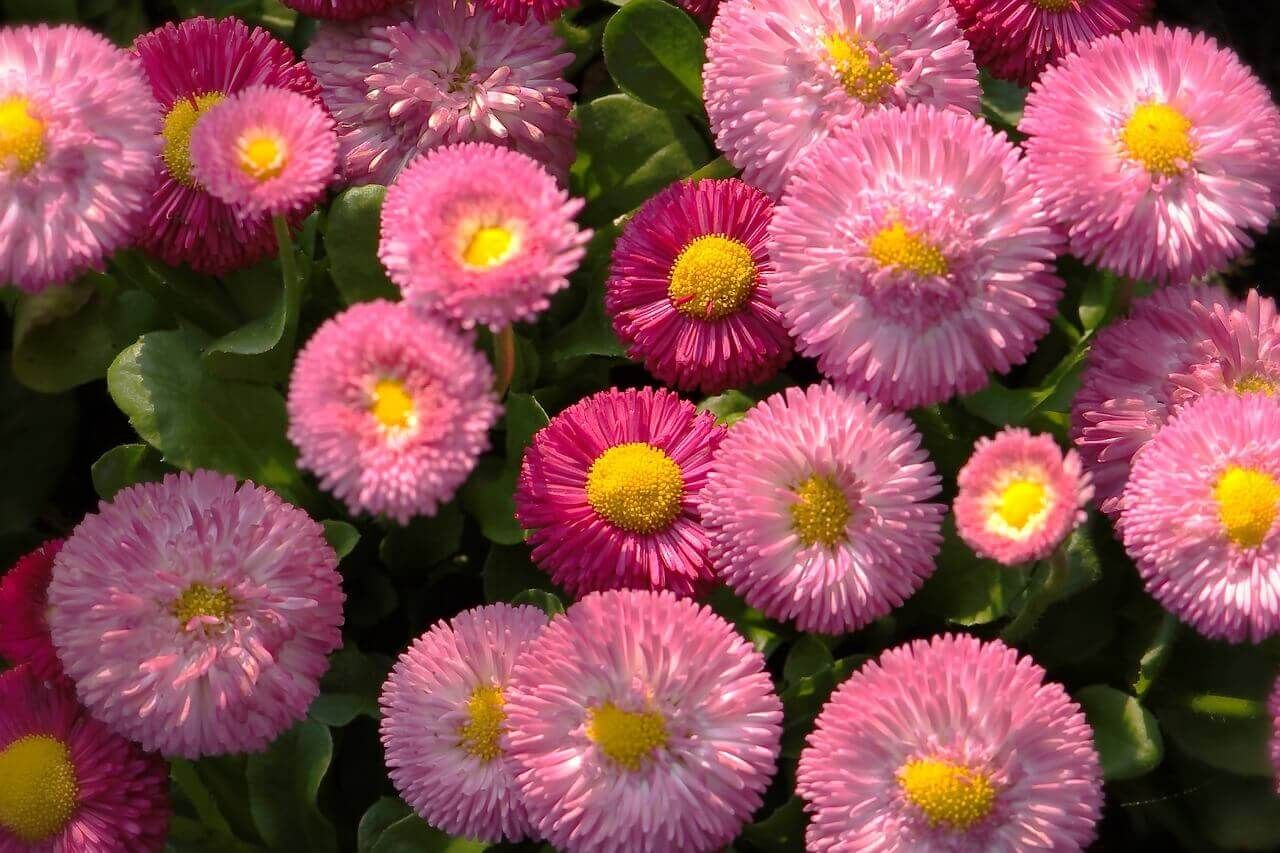 English Daisy (seed pkg) - Giant Double Mix