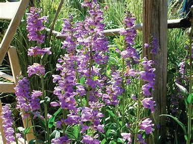 Penstemon (seed pkg) - Rocky Mountain