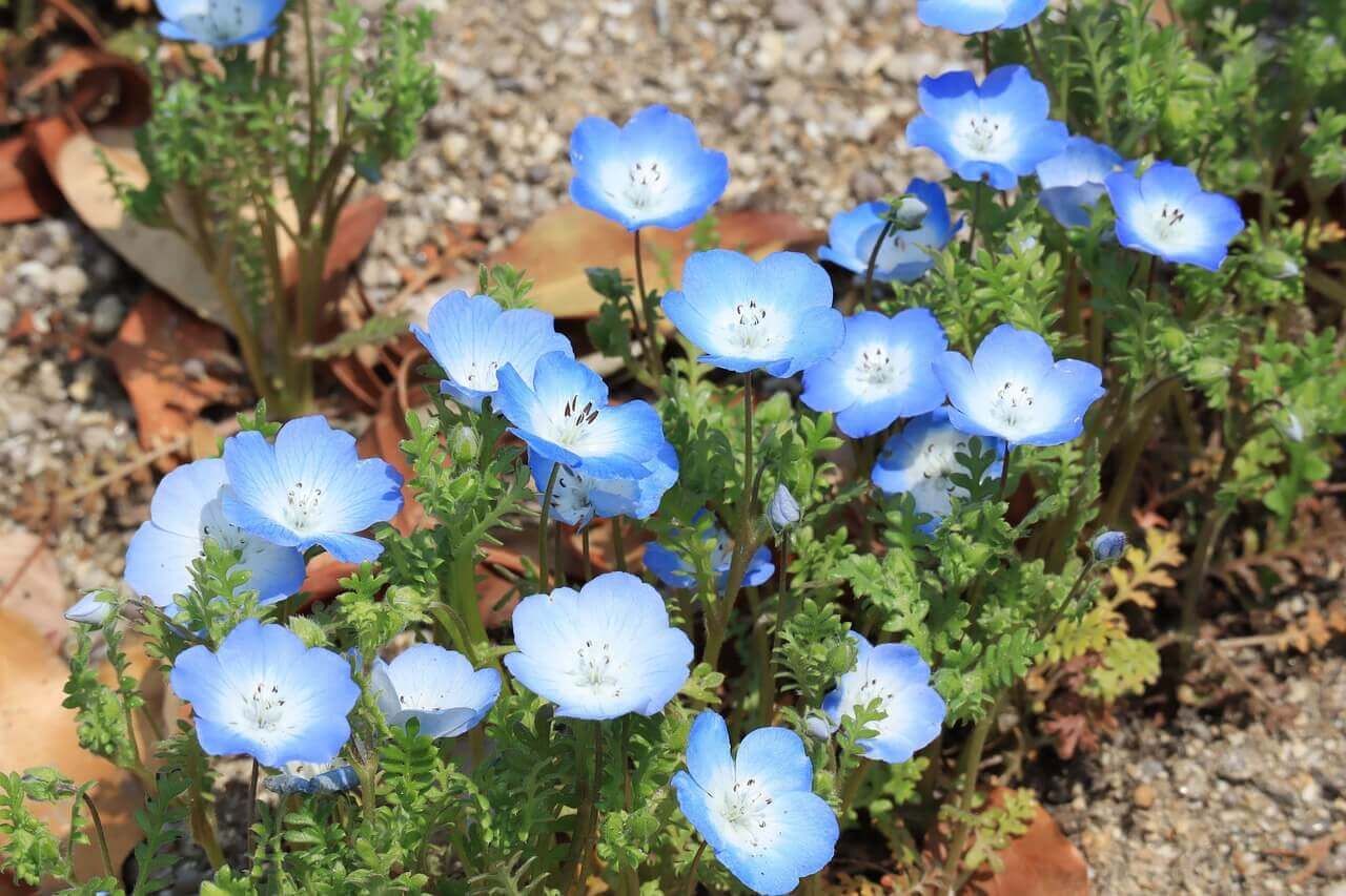 Nemophila  (seed pkg) Baby Blue Eyes