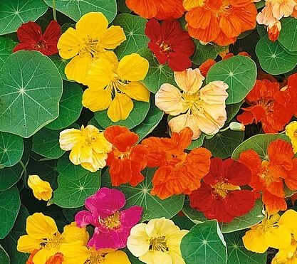Nasturtium (seed pkg) Whirlybird