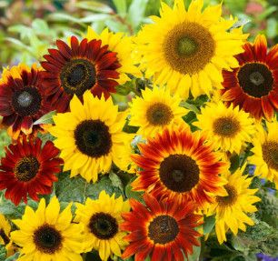 Sunflowers (seed pkg) Colour Fashion Mix