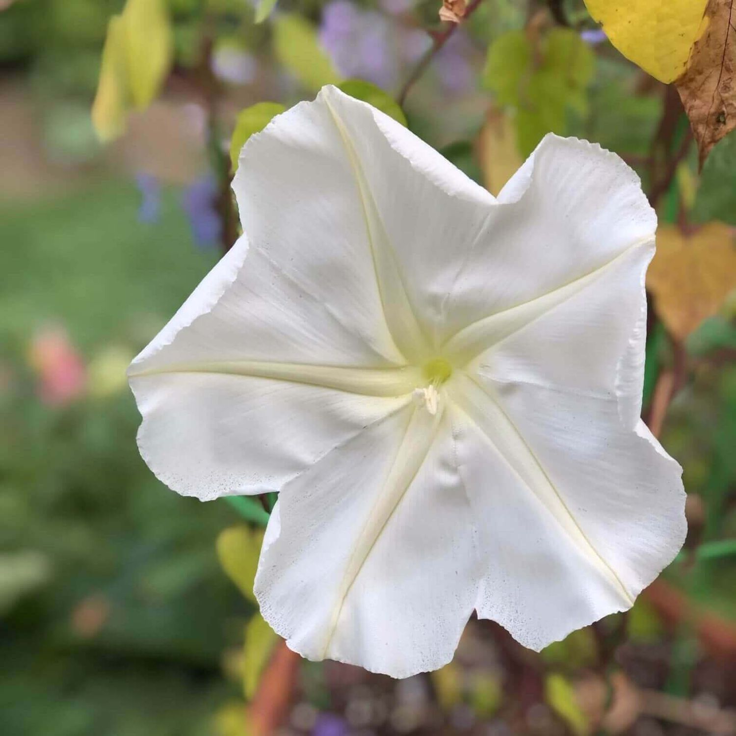 Moonflower (seed pkg) - Ipomoea Alba