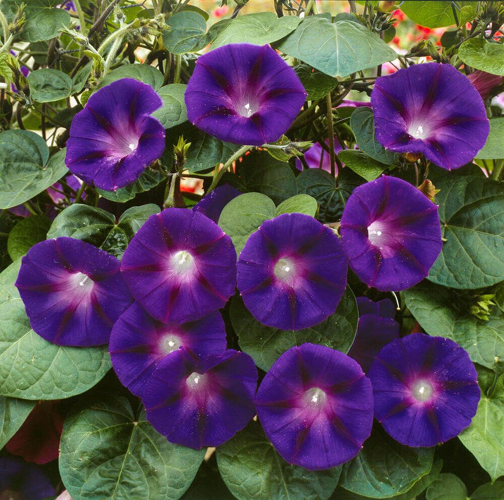 Morning Glory (seed pkg) Grandpa Ott