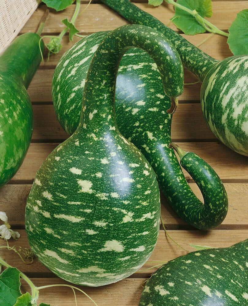 Gourds (seed pkg) Speckled Swan