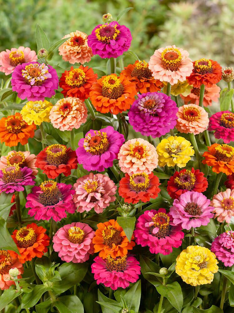 Zinnia (seed pkg) Thumbelina