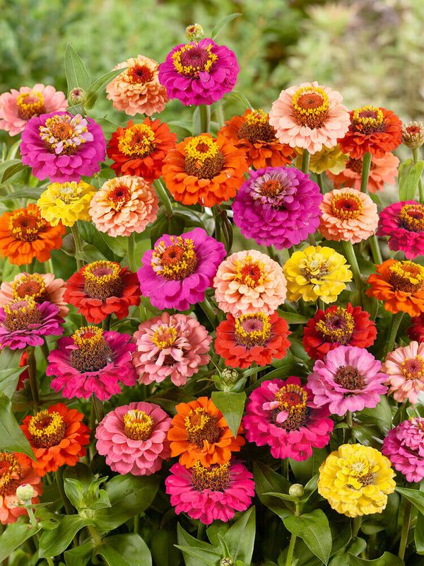 Zinnia (seed pkg) Thumbelina