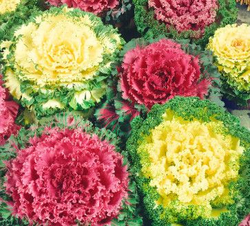 Flowering Kale (seed pkg)