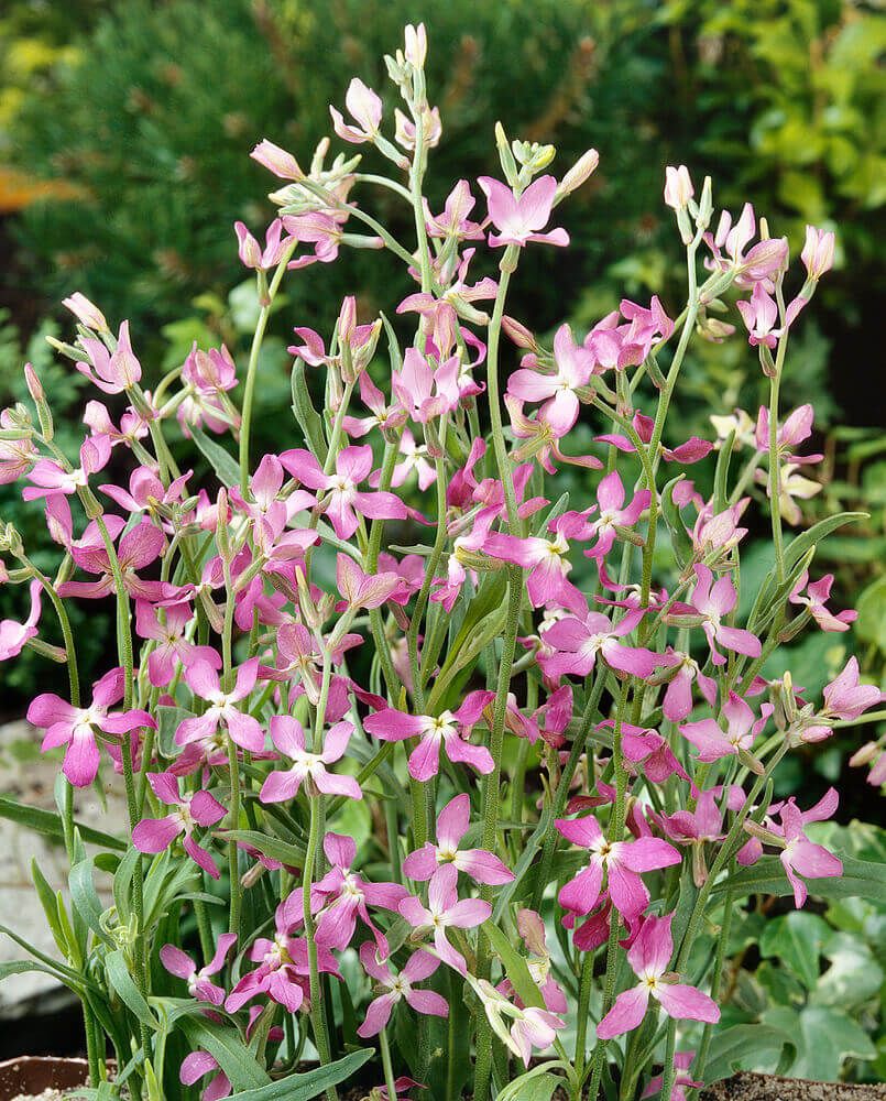 Stocks (seed pkg), Variety: Evening Scented