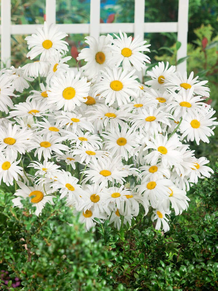 Daisy (seed pkg), Variety: Shasta