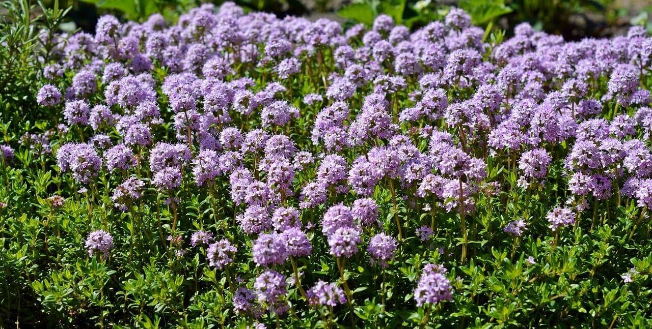 Creeping Thyme (seed pkg)