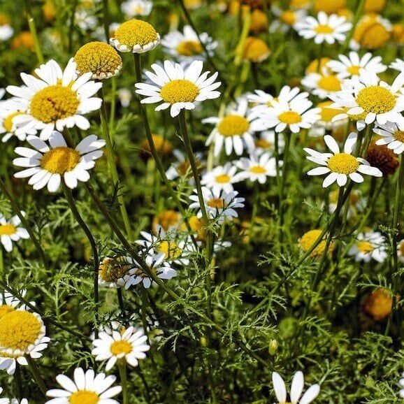 Chamomile (seed pkg)