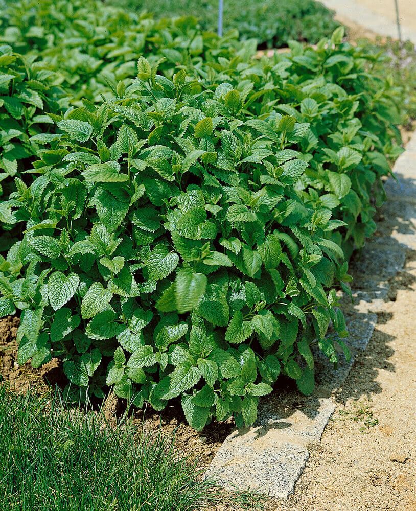 Lemon Balm (seed pkg)