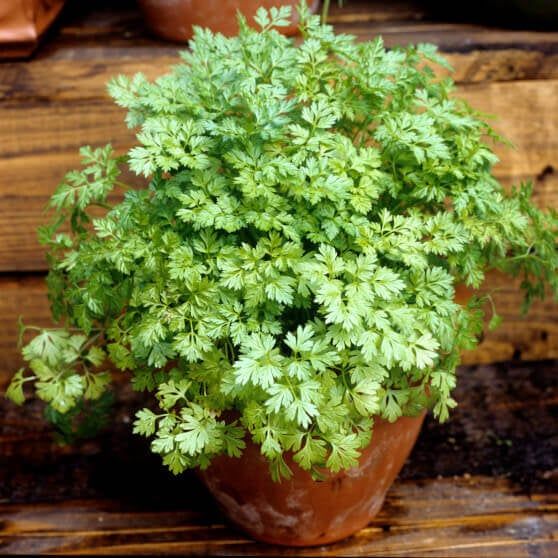 Chervil (seed pkg)