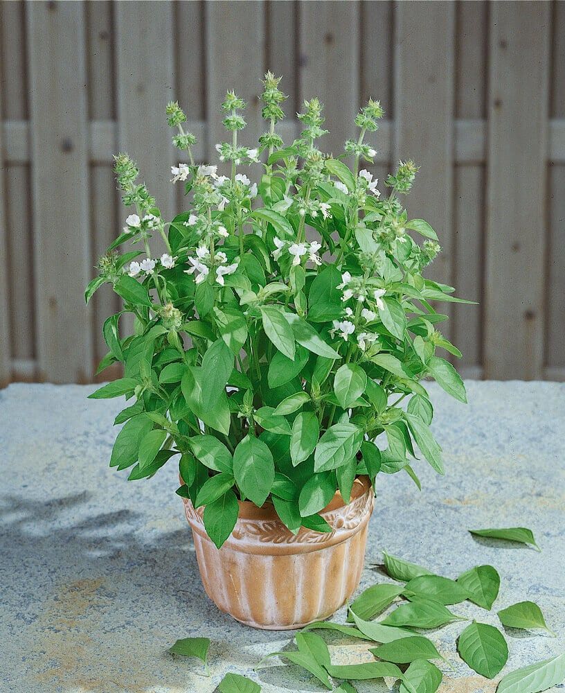 Basil (seed pkg) Lemon