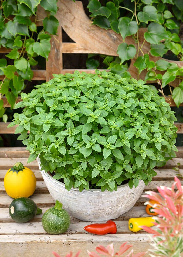 Basil (seed pkg) Spicy Globe