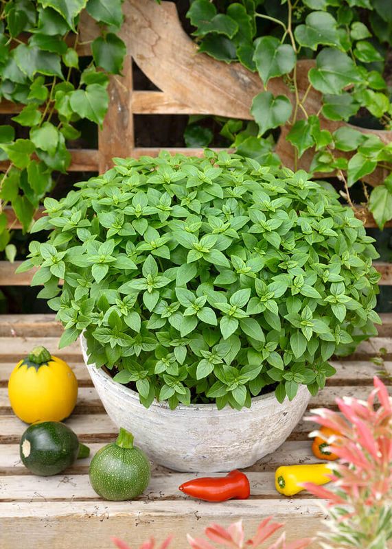 Basil (seed pkg) Spicy Globe