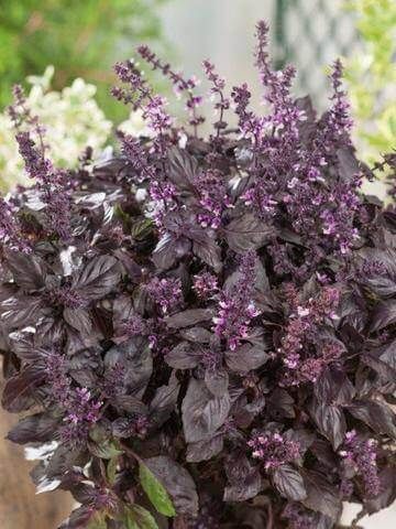 Basil ORGANIC (seed pkg) Red Rubin