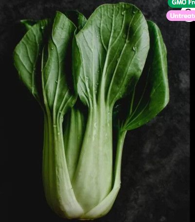 Cabbage (seed pkg) Chinese Pak Choi