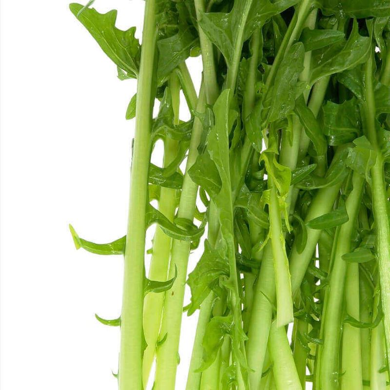 Chicory (seed pkg)