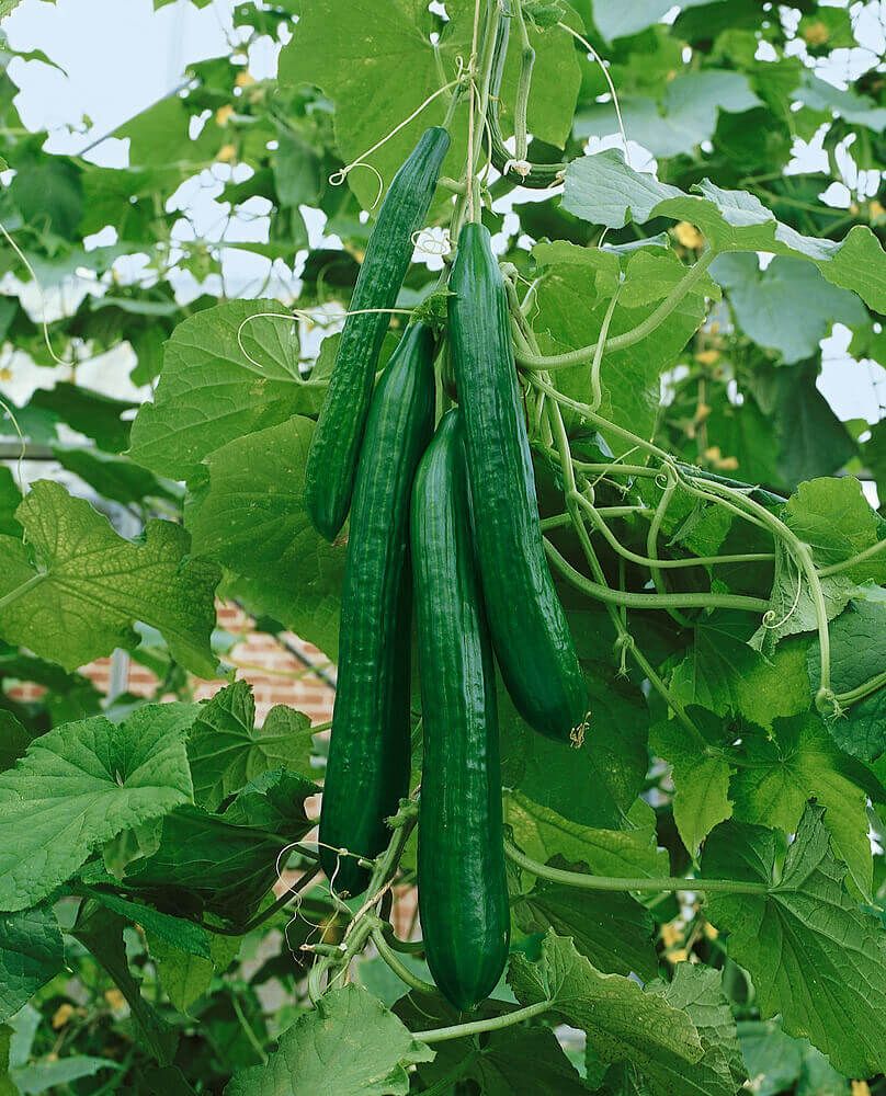 Cucumber (seed pkg) English Telegraph