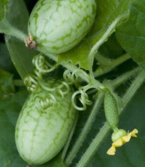 Cucumber (seed pkg) Mouse Cucamelon