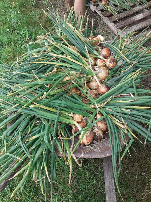 Onion (seed pkg) Early Yellow Globe