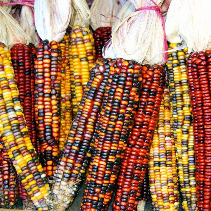 Corn (seed pkg) - Ornamental Mixed Colours