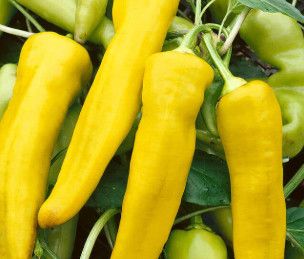 Peppers (seed pkg) Hungarian Yellow Wax Hot (small pkg)