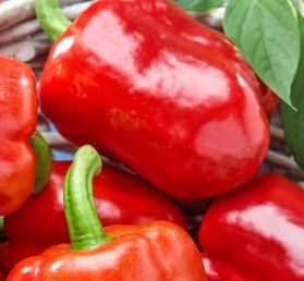 Peppers (seed pkg) Summer Red
