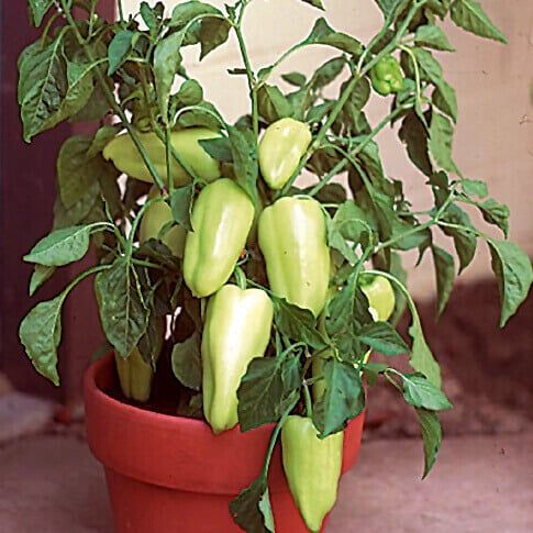 Peppers (seed pkg) Gypsey Hybrid