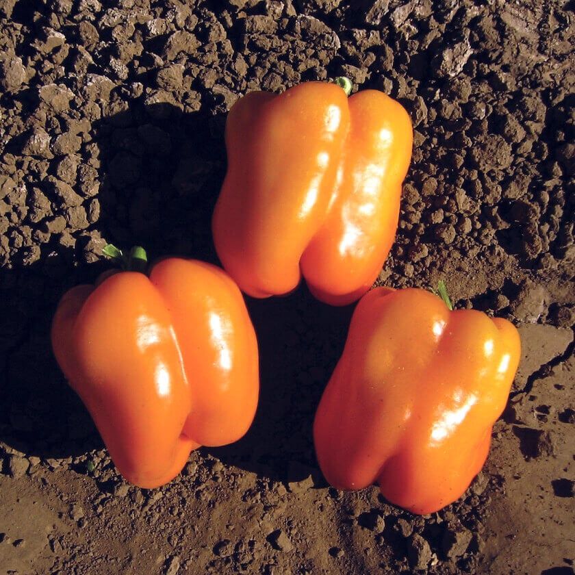 Peppers (seed pkg) Orange  Sun