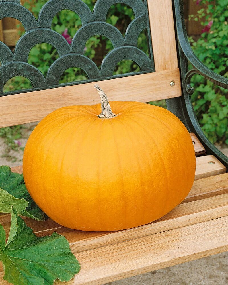 Pumpkins (seed pkg), Variety: Connecticut Field