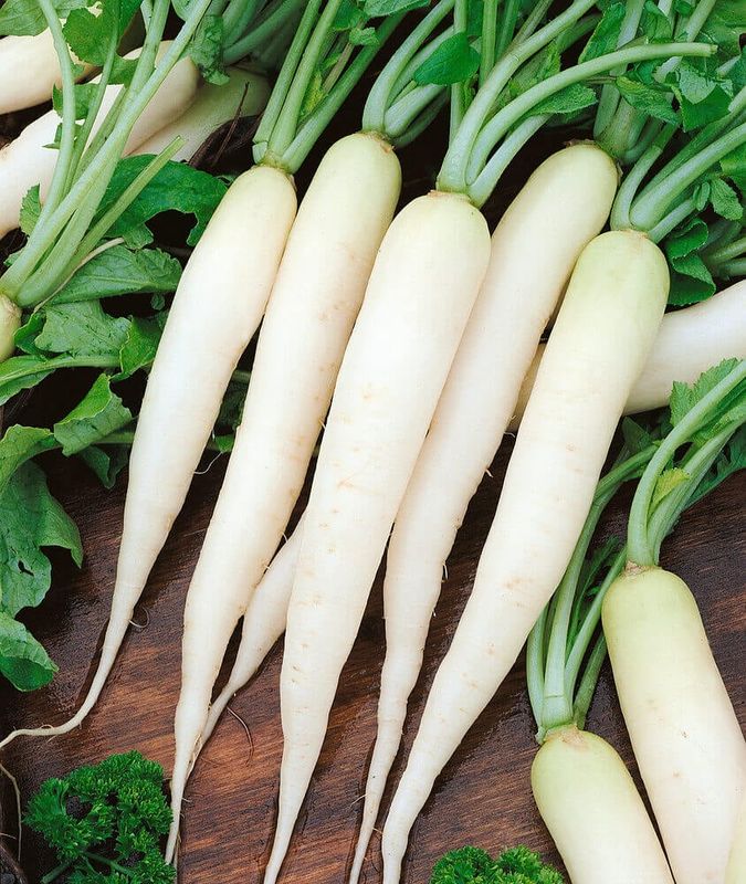 Radish (seed pkg) Minowase Daikon