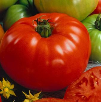 Tomatoes (seed pkg) Brandy Wine