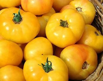 Tomatoes (seed pkg) Golden Queen