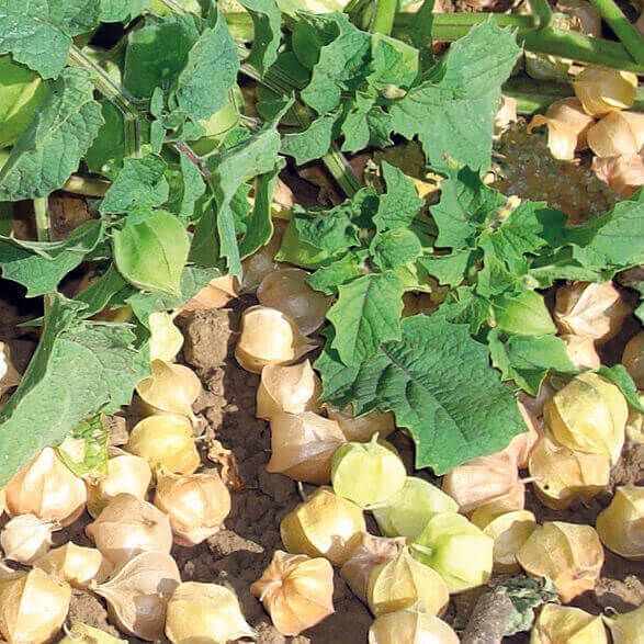 Tomatoes (seed pkg) Ground Cherry