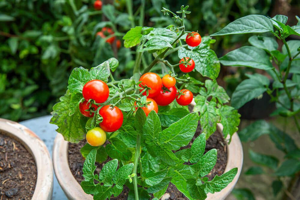 Tomatoes (seed pkg) Tiny Tim