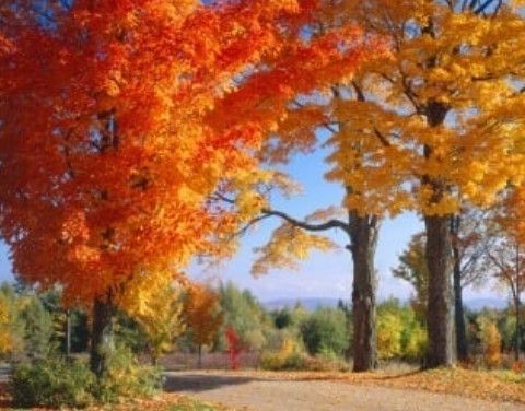 Sugar Maple (seed pkg)