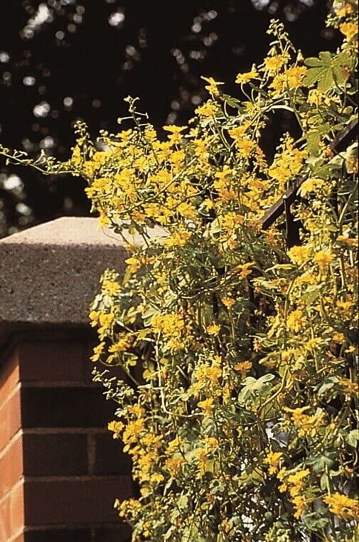 Canary Creeper (seed pkg)