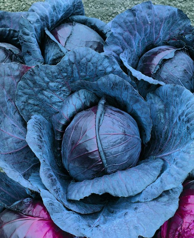 Cabbage (seed pkg) Red Express