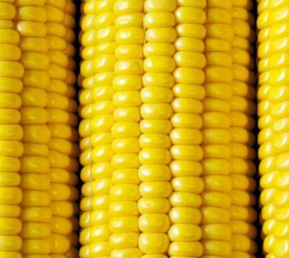 Sweet Corn (seed pkg) Sunnyvee (small pkg)